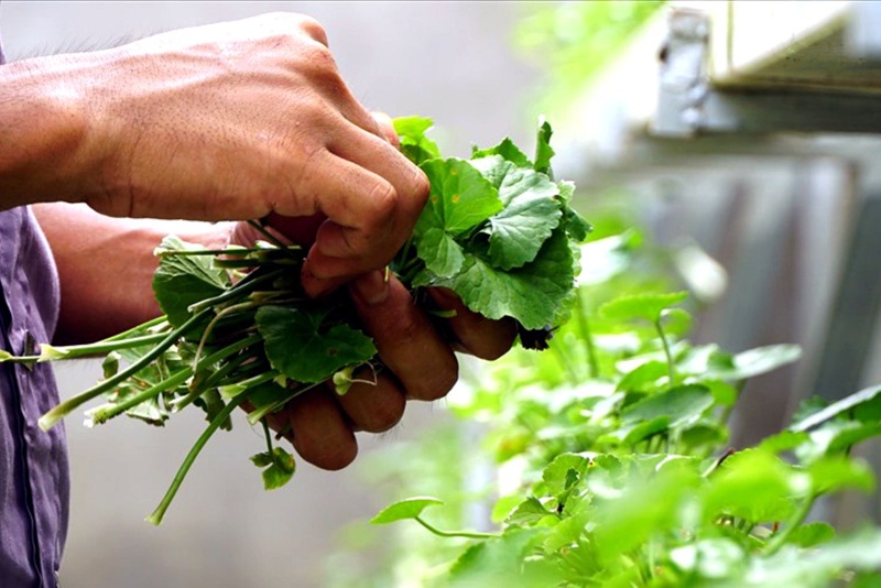 cách chuẩn bị trồng rau má bằng hạt