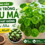 cách trồng rau má bằng hạt