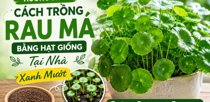 Hướng Dẫn Cách Trồng Rau Má Bằng Hạt Giống Tại Nhà, Xanh Mướt 