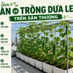 chi-tiet-cach-lam-gian-va-trong-dua-leo-tren-san-thuong