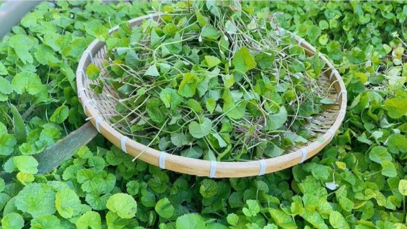 đặc tính của rau má trồng bằng hạt