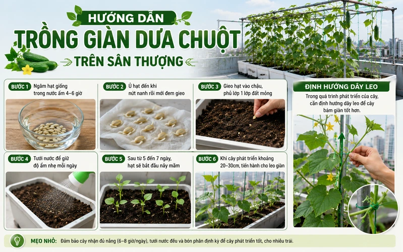 huong-dan-cach-trong-gian-dua-chuot-tren-san-thuong